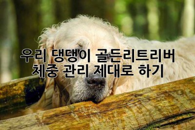 우리 댕댕이, 골든리트리버 체중 관리 제대로 하기🐶