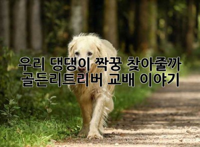 우리 댕댕이, 짝꿍 찾아줄까? 골든리트리버 교배 이야기🐶